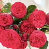 1 dozen gorgeous premium red garden rose arranged with greenery. Vases may
