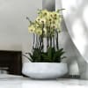 A high quality Twelve yellow orchids arrangement with a vase 20&quot; D