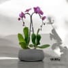 A high quality Double pink orchids arrangement with a vase 8.5&quot; D