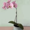 A very pretty mauve colored 1 stemmed Phalaenopsis orchid of the best