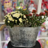 fall  flower plants in large container 
