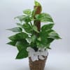 Six inch potho plant 