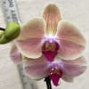 A beautiful and classic single stem LIME or PEACH Phalaenopsis orchid. Perfect