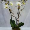 A beautiful and classic double stem LIME/YELLOW or PEACH Phalaenopsis orchid. Perfect