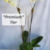 A beautiful and classic double stem LIME/YELLOW or PEACH Phalaenopsis orchid. Perfect