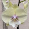 A beautiful and classic double stem LIME/YELLOW or PEACH Phalaenopsis orchid. Perfect