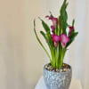 The Calla Lilly is a beautiful plant, perfect for an indoor or