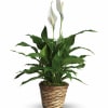 Known for its indoor beauty and ability to clear the air of