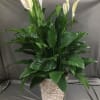 Commonly known as a &quot;peace lily&quot;. Perfect as a house plant or