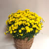Brighten any space with this vibrant mum plant, available in cheerful yellow