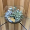 Succulent Tranquility Terrarium &ndash; Fresh Flower Arrangement by Haehn Florist &amp; Greenhouses

Bring