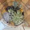 Succulent Tranquility Terrarium &ndash; Fresh Flower Arrangement by Haehn Florist &amp; Greenhouses

Bring