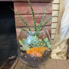 Succulent Tranquility Terrarium &ndash; Fresh Flower Arrangement by Haehn Florist &amp; Greenhouses

Bring