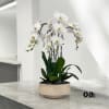 A high quality Four white orchids arrangement with a vase 11.5&quot; D