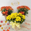 Welcome Fall with our selection of colorful 6&quot; Mums. Various colors are