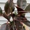 The Pink Rubber Tree features vibrant foliage with unique pink hues, adding