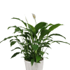 Peace Lilies are a classic and easy to care for house plant