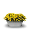 Brighten up your space with the cheerful beauty of our Chrysanthemum Planter.
