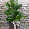 A Fiddle Leaf Fig is a popular indoor plant prized for its