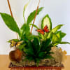 This elegant Dish Garden includes 4 lush plants that will add fresh