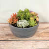 Often considered an ornamental plant because of their striking appearance, succulents are