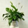 10&quot; Peace Lily in a Ceramic Container