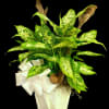 These beautiful variegated plants are known to assist in purifying indoor air
