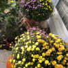 Large Bi-Color Mums,  Decorated  with  Bow