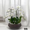 A high quality Nine white orchids arrangement with a vase 14&quot; D