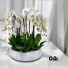 A high quality Eleven white orchids arrangement with a vase 20&quot; D