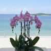 A high quality Four pink orchids arrangement with a vase 12.5&quot; D