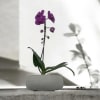 A high quality Single purple orchid arrangement with a vase 8.5&quot; D