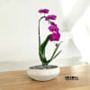 A high quality Single Purple orchid arrangement with a vase 10&quot; D