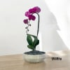 A high quality Single Purple orchid arrangement with a vase 10&quot; D