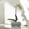 A high quality Single Yellow orchid arrangement with a vase 8.5&quot; D