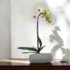 A high quality Single Yellow orchid arrangement with a vase 8.5&quot; D