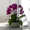 A high quality Four purple orchids arrangement with a vase 13&quot; D