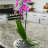 A high quality Single pink orchid arrangement with a vase 8.5&quot; D
