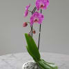 A high quality Single pink orchid arrangement with a vase 8.5&quot; D