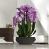 A high quality Six pink orchids arrangement with a vase 14&quot; D