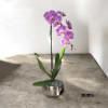 A high quality Single orchid Pink arrangement with a vase 7&quot; D
