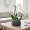 A high quality Triple white orchids arrangement with a vase 12.5&quot; D