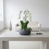 A high quality Triple white orchids arrangement with a vase 12.5&quot; D