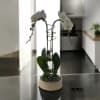 A high quality Double white orchids arrangement with a vase 9.5&quot; D