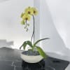A high quality Single yellow orchid arrangement with a vase 10&quot; D