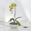 A high quality Single yellow orchid arrangement with a vase 10&quot; D