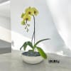 A high quality Single yellow orchid arrangement with a vase 10&quot; D