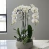A high quality Four white orchids arrangement with a vase 12.5&quot; D