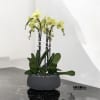 A high quality Five Yellow orchids arrangement with a vase 12.5&quot; D