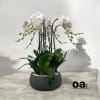 A high quality Five white orchids arrangement with a vase 12.5&quot; D